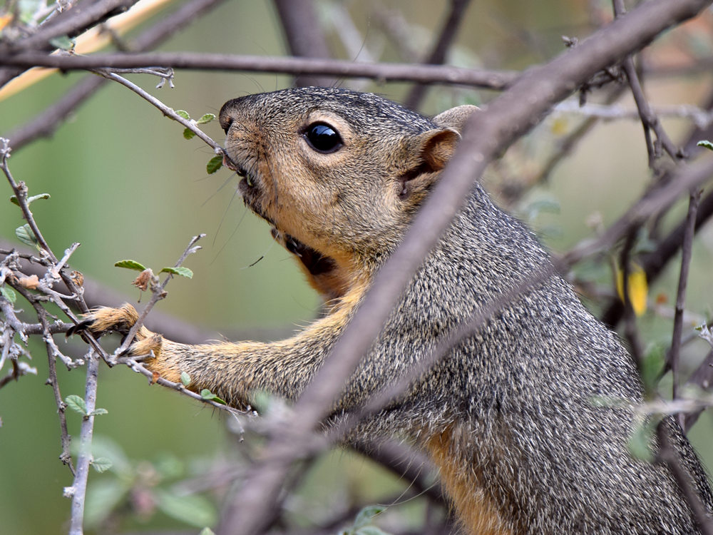Squirrel.jpg