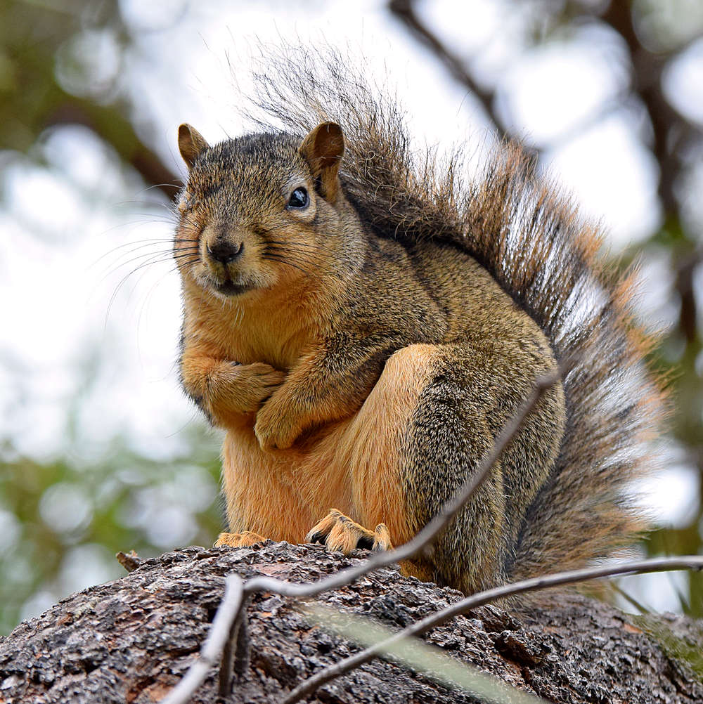 Squirrel.jpg