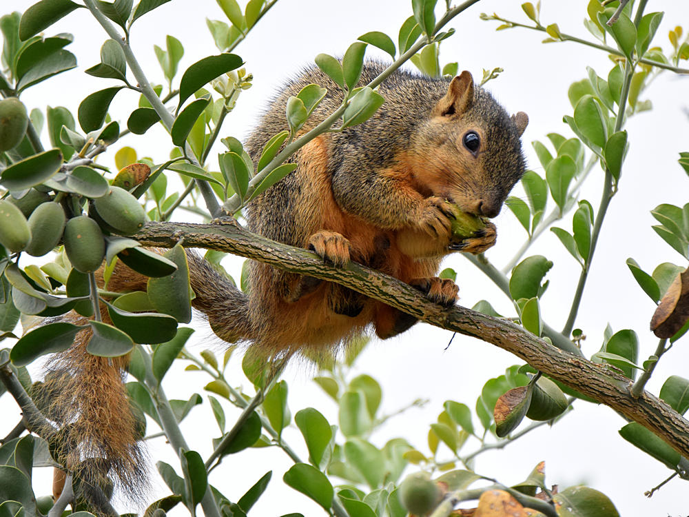 Squirrel.jpg