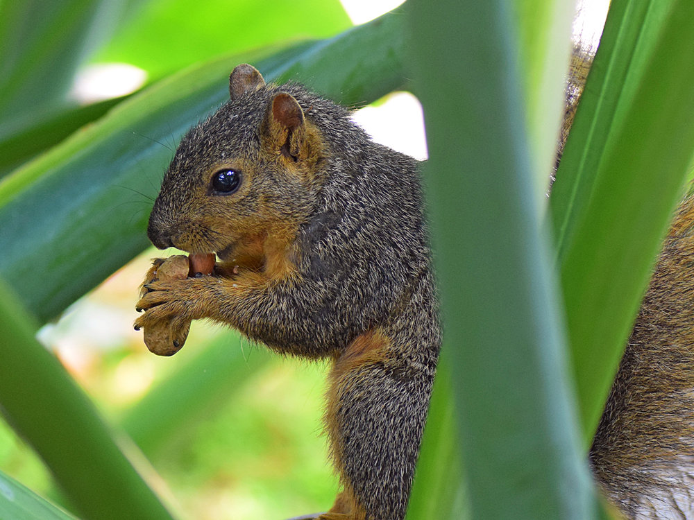 Squirrel.jpg