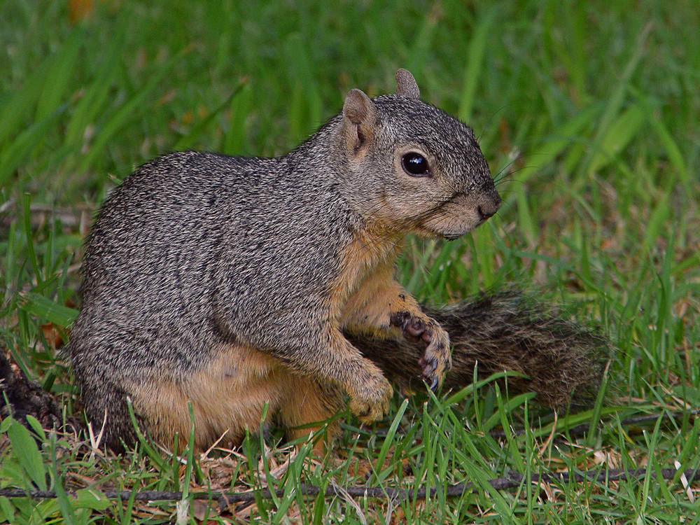 Squirrel.jpg