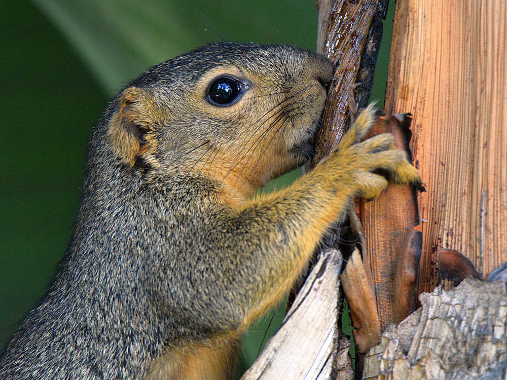 Squirrel.jpg