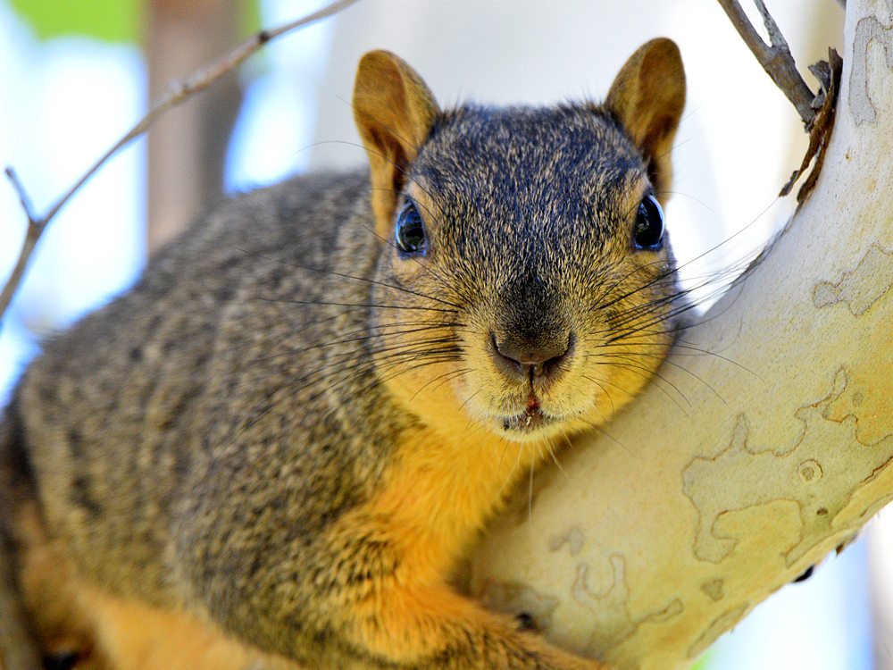 Squirrel.jpg