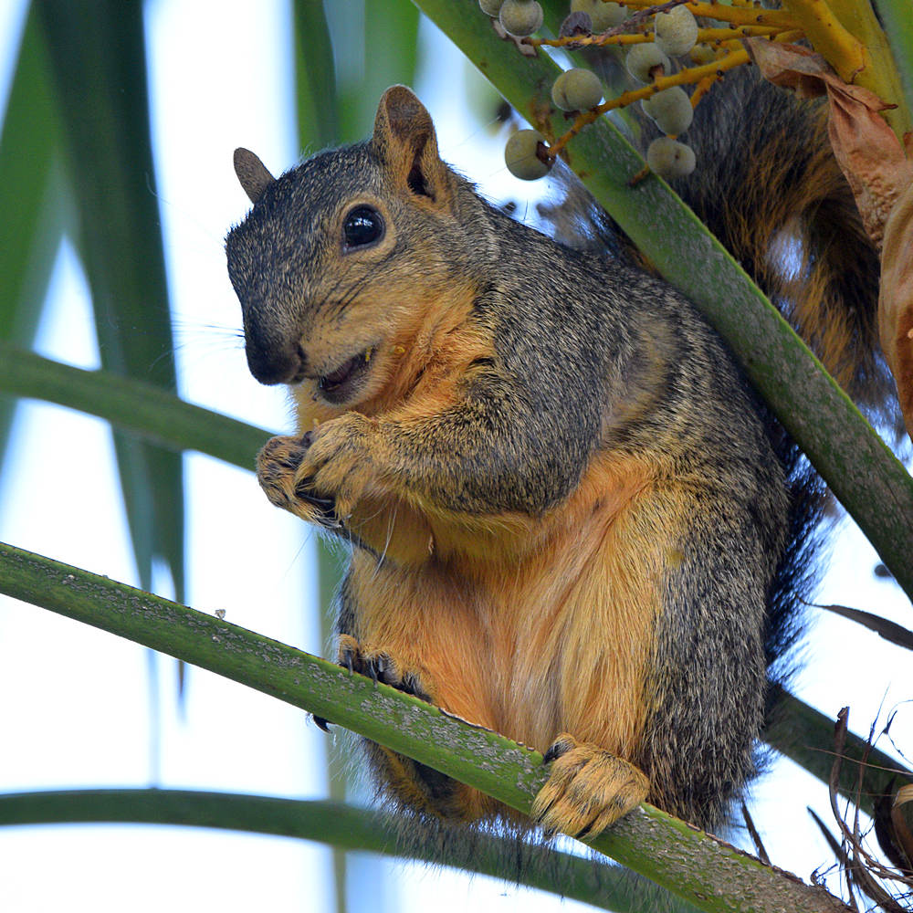 Squirrel.jpg