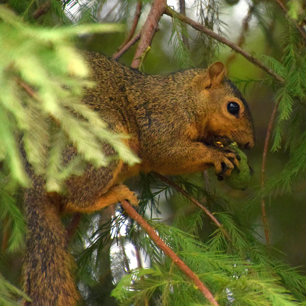 Squirrel.jpg