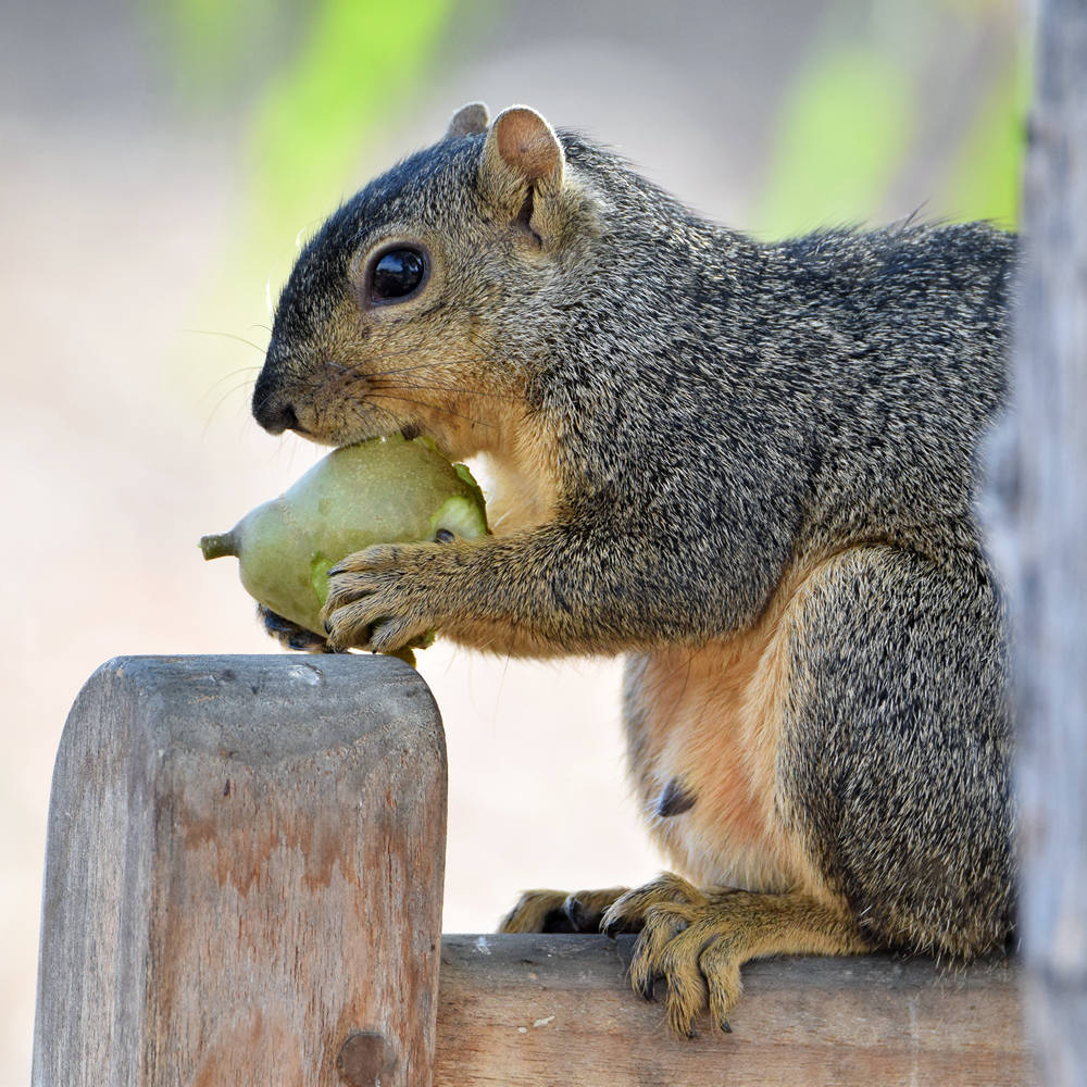 Squirrel.jpg