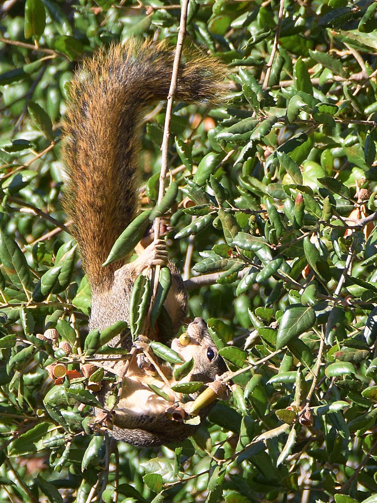 Squirrel.jpg