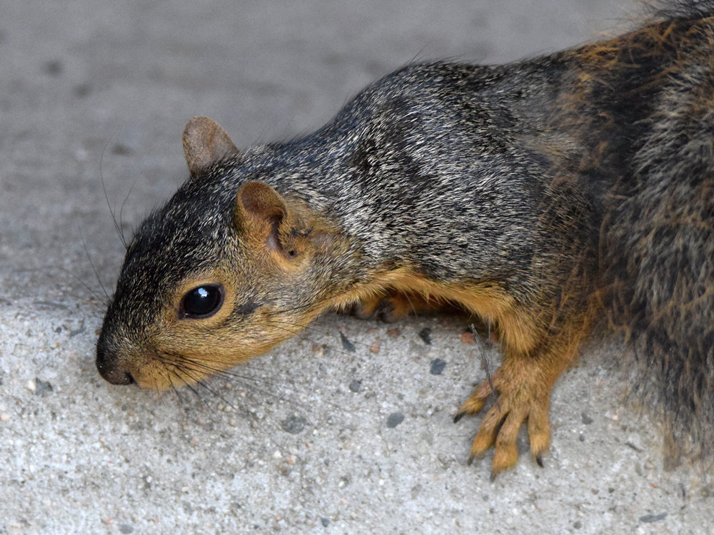 Squirrel.jpg