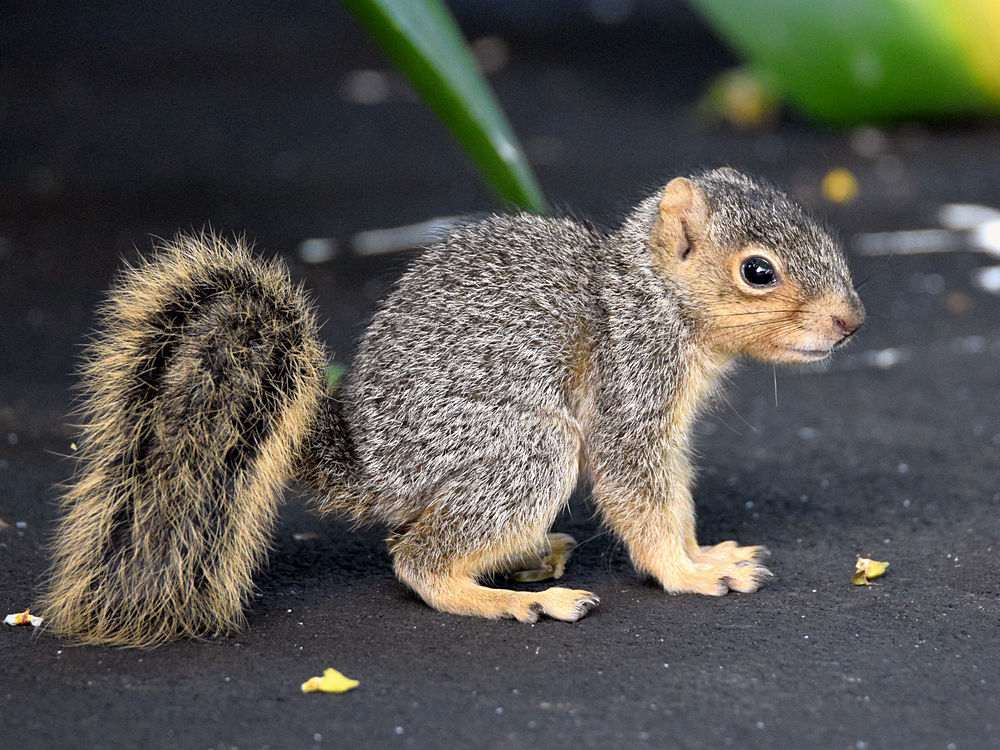 Squirrel.jpg