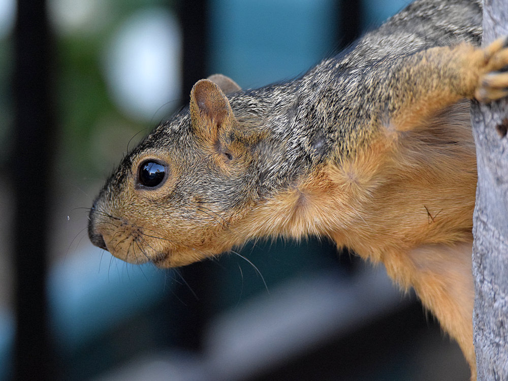 Squirrel.jpg