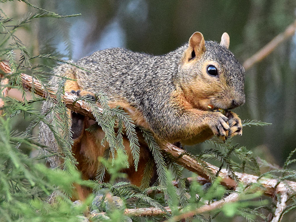Squirrel.jpg