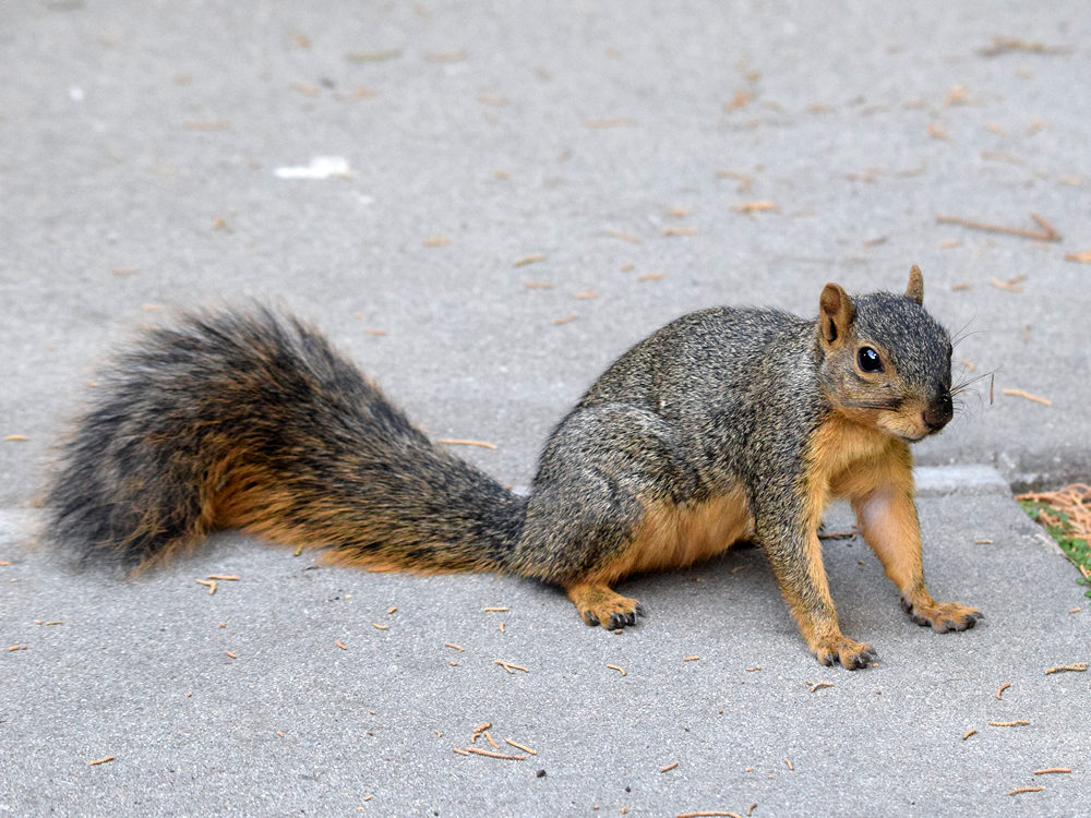 Squirrel.jpg