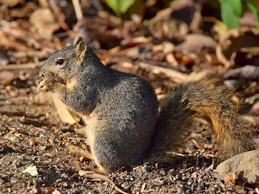 Squirrel.jpg