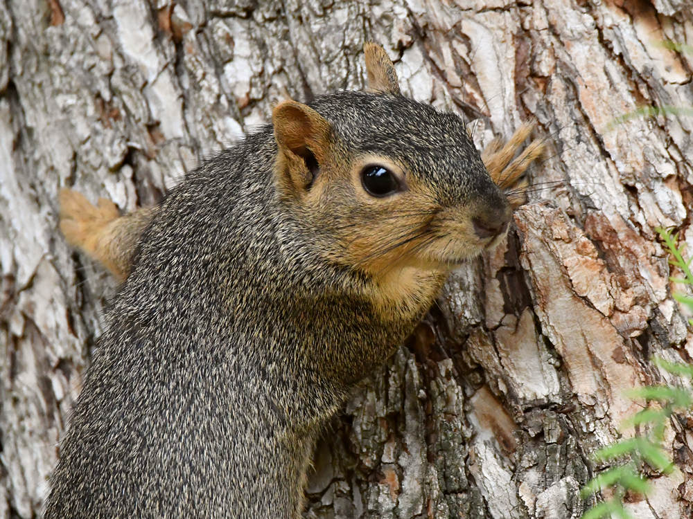 Squirrel.jpg