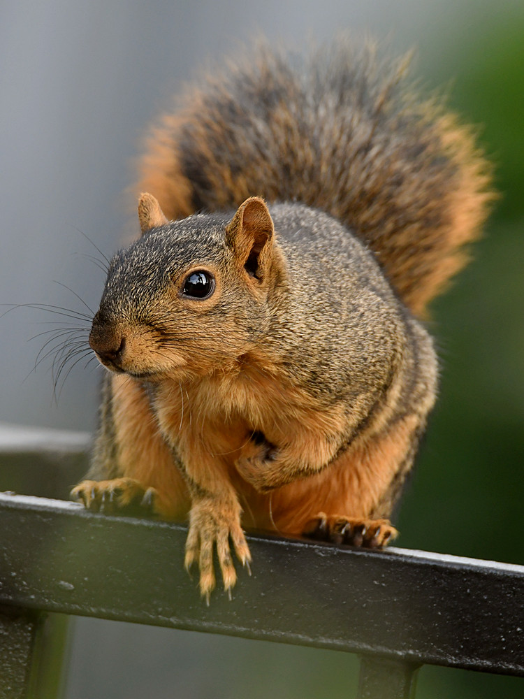 Squirrel.jpg