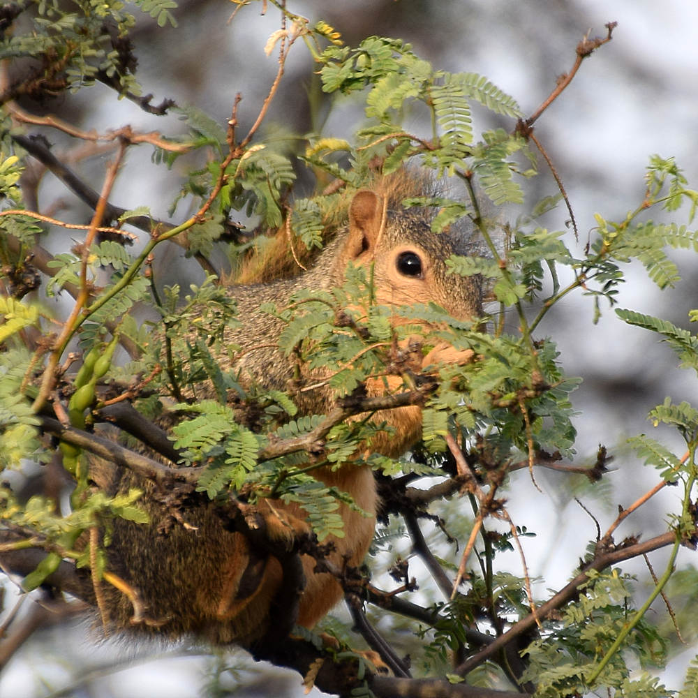 Squirrel.jpg
