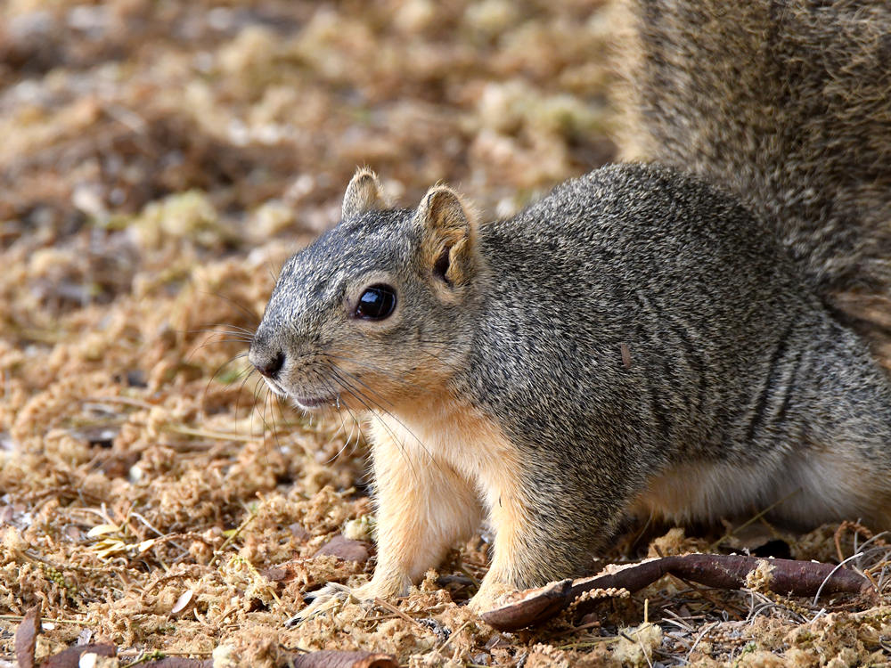 Squirrel.jpg
