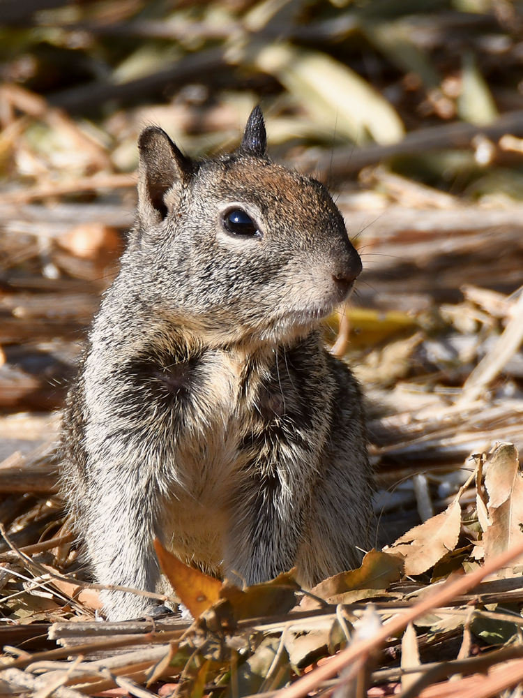 Squirrel.jpg
