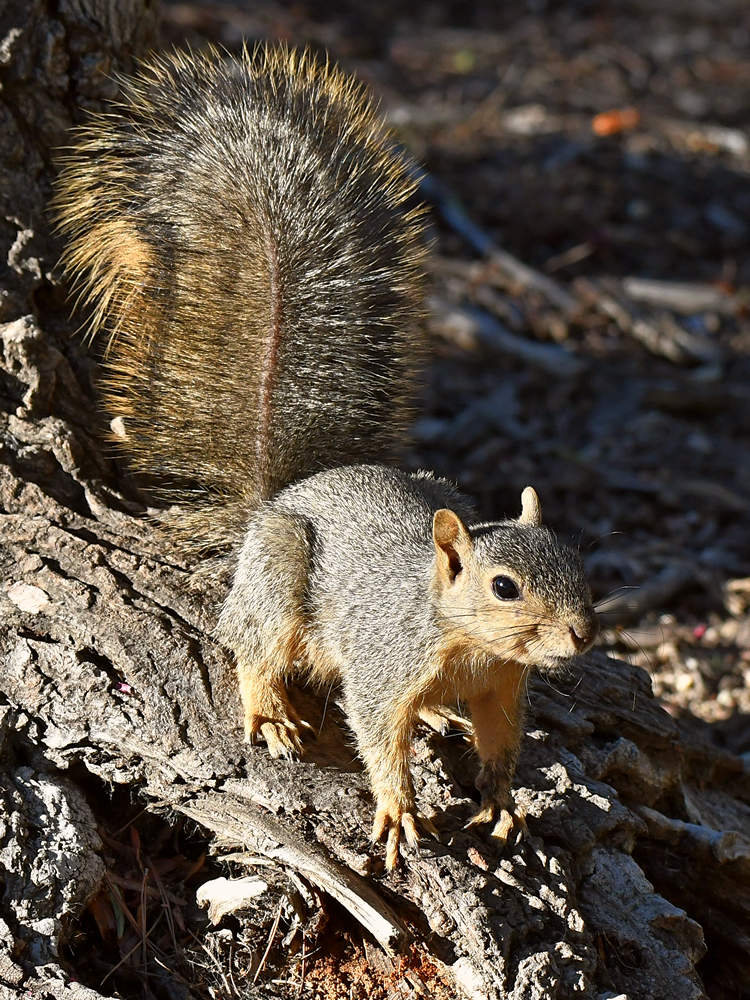 Squirrel.jpg