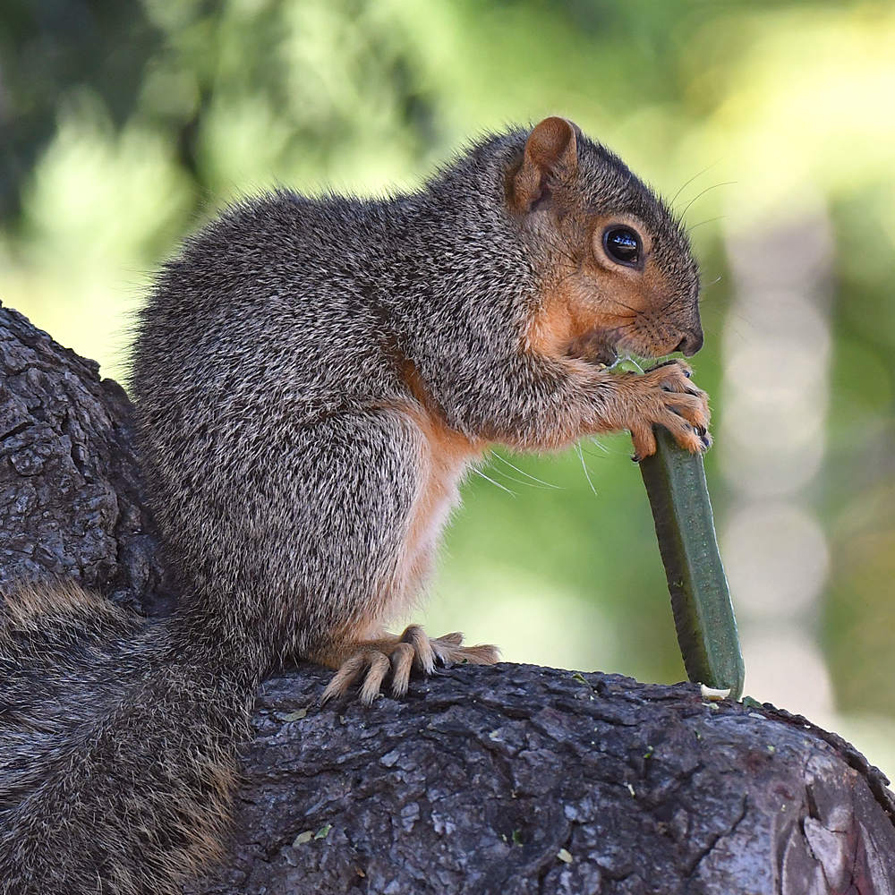 Squirrel.jpg