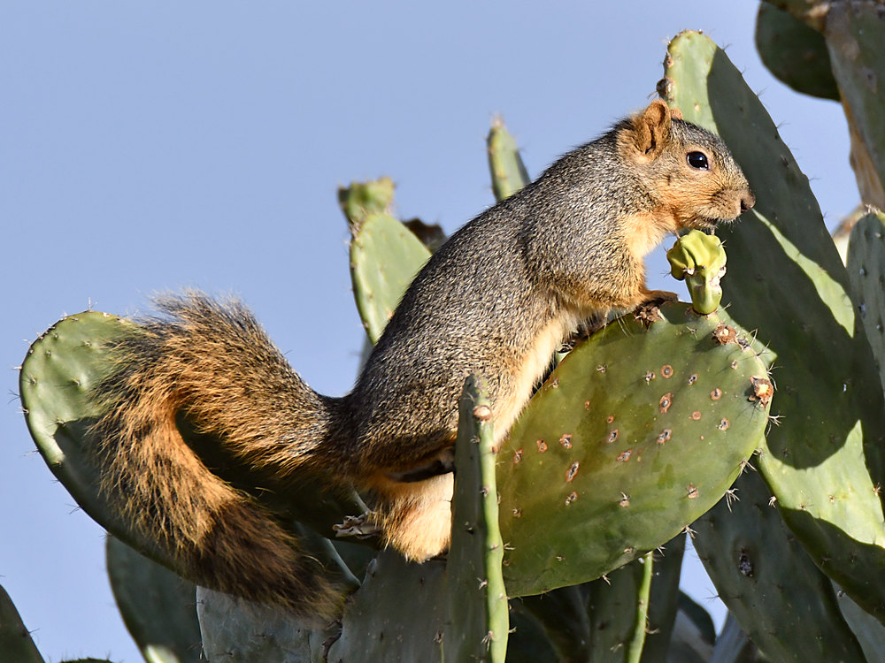 Squirrel.jpg