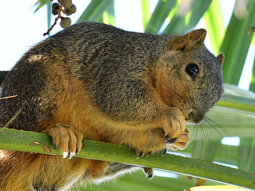 Squirrel.jpg