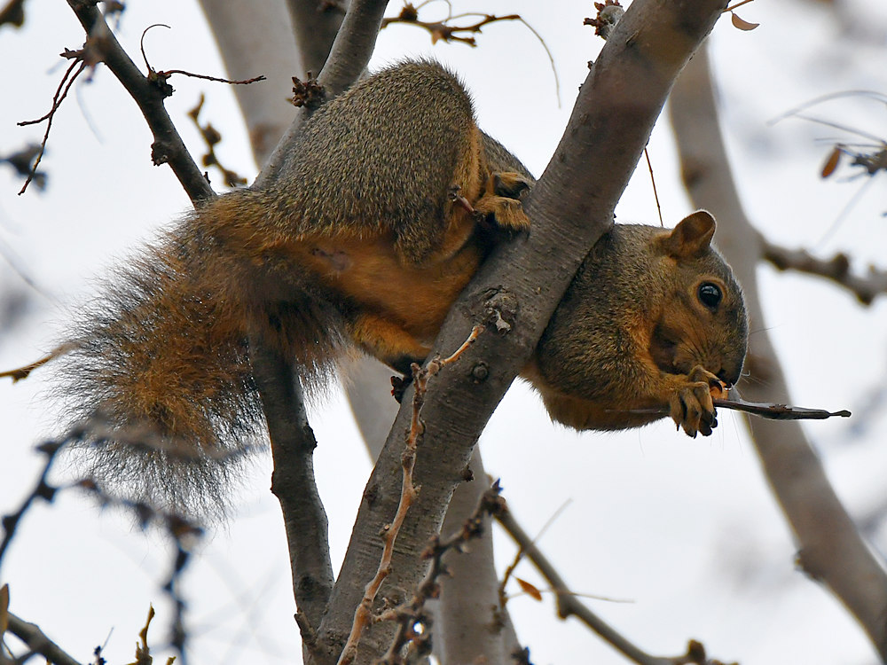 Squirrel.jpg