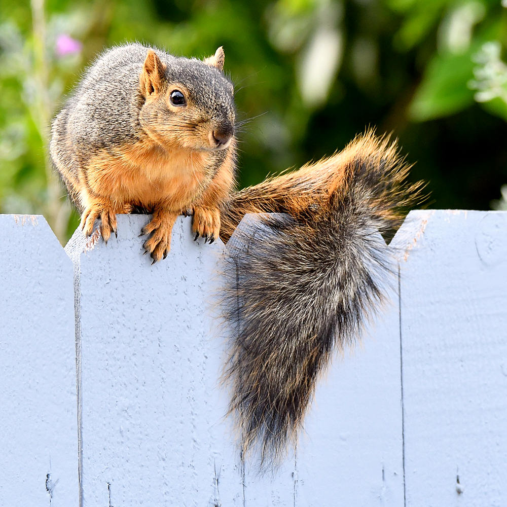 Squirrel.jpg