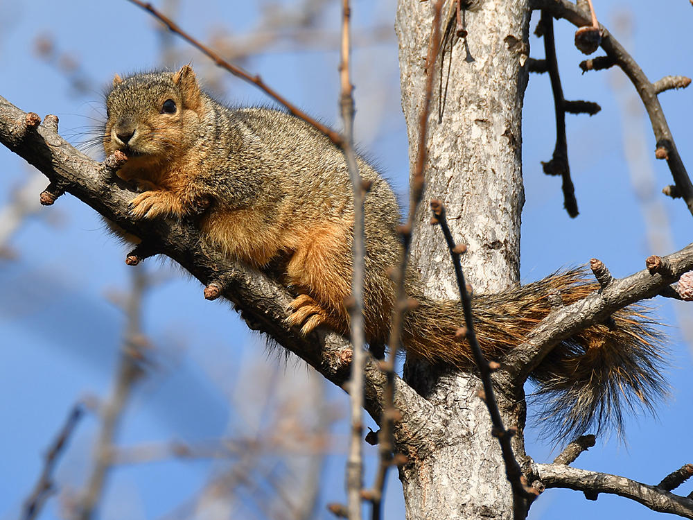 Squirrel.jpg