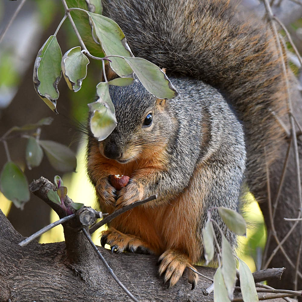 Squirrel.jpg