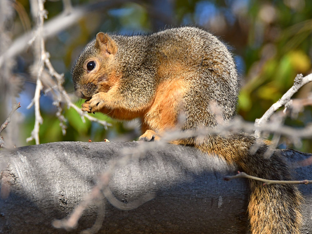 Squirrel.jpg
