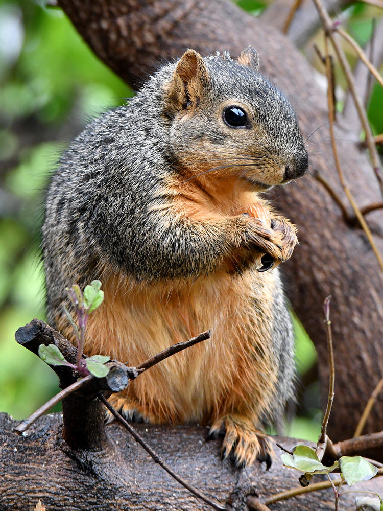 Squirrel.jpg