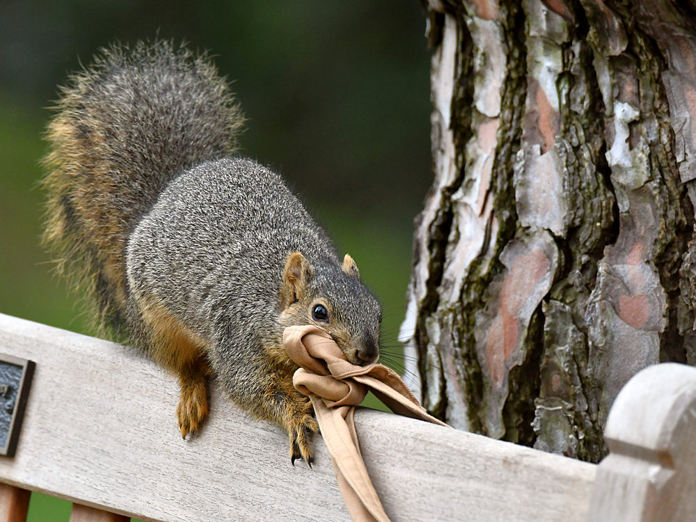 Squirrel.jpg