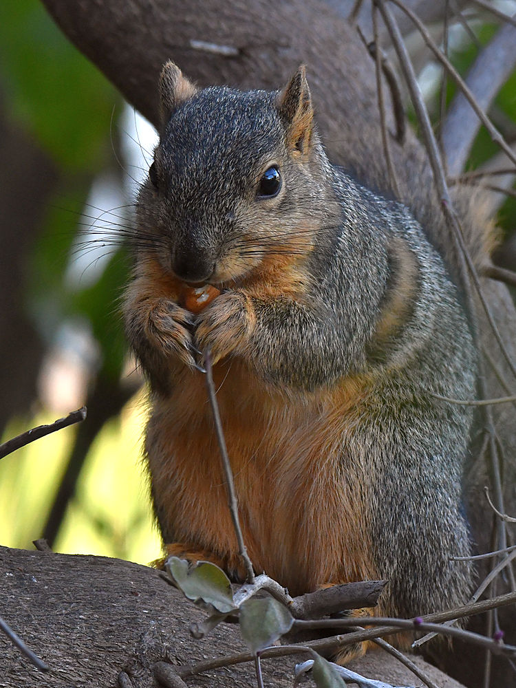 Squirrel.jpg