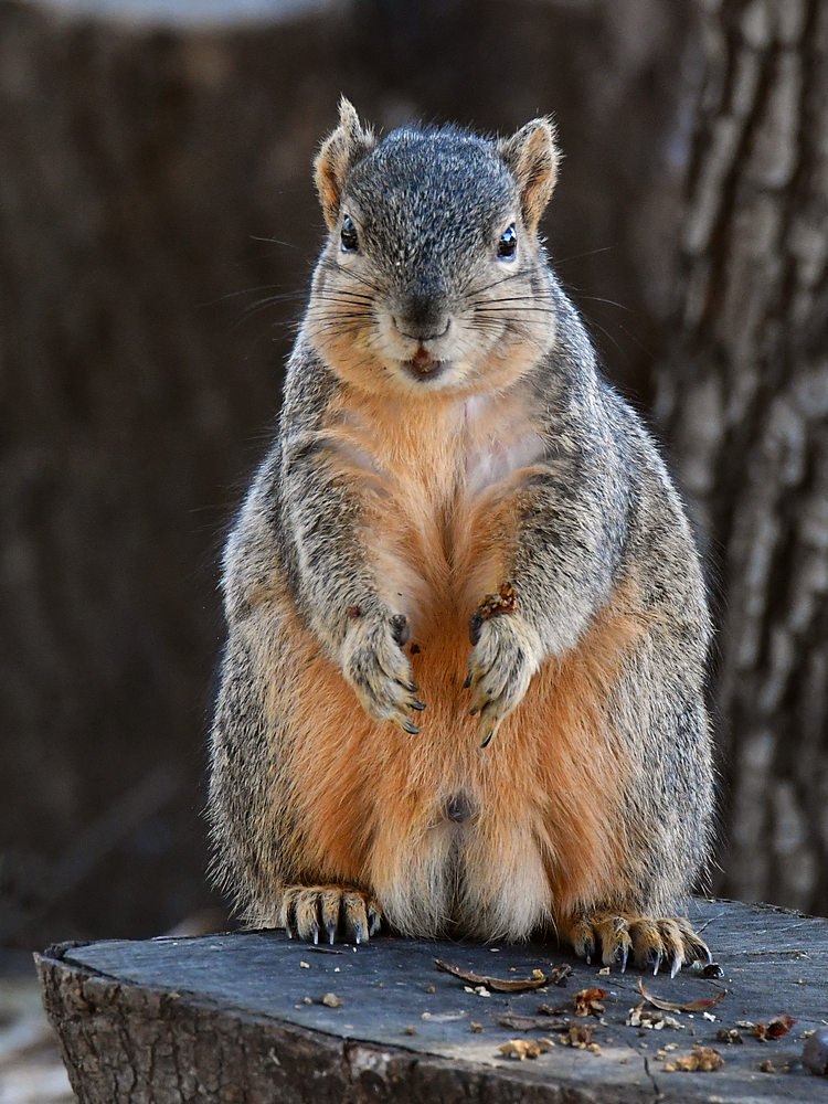 Squirrel.jpg