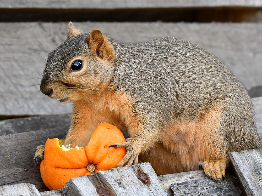 Squirrel.jpg