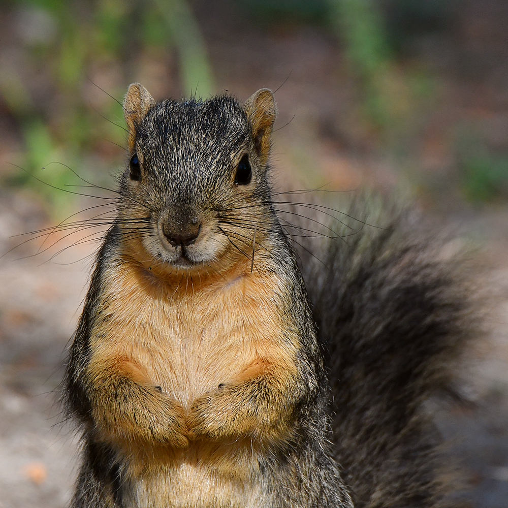 Squirrel.jpg