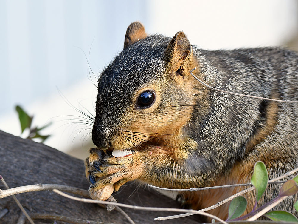 Squirrel.jpg