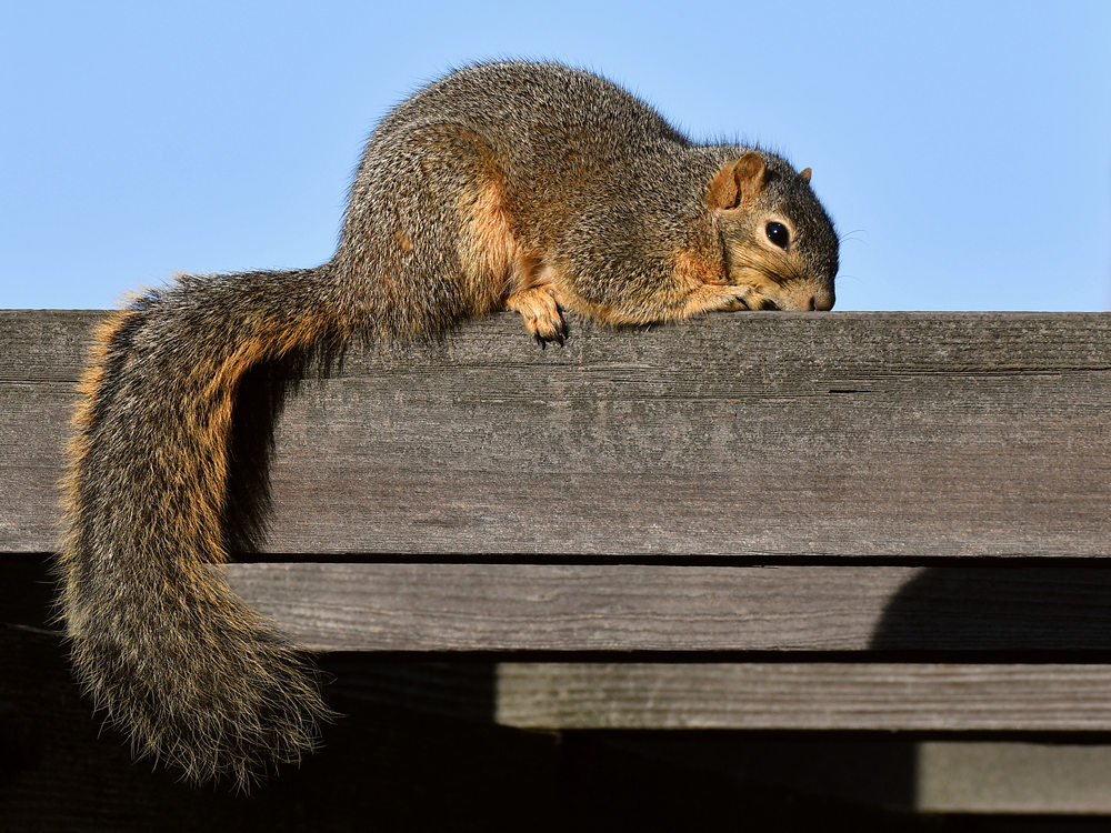Squirrel.jpg