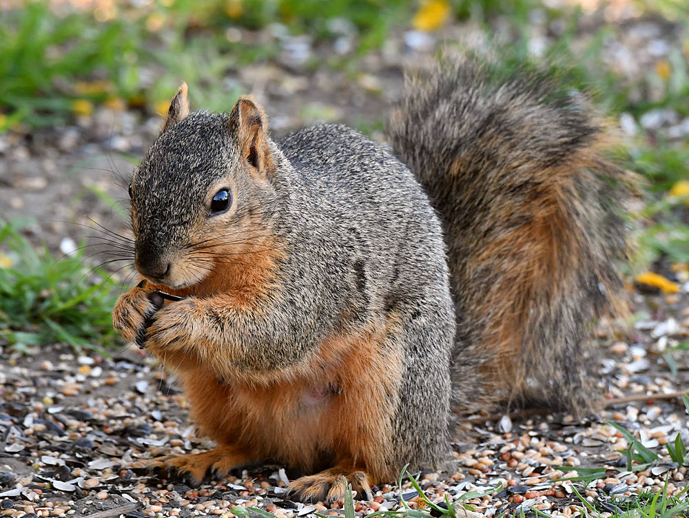 Squirrel.jpg