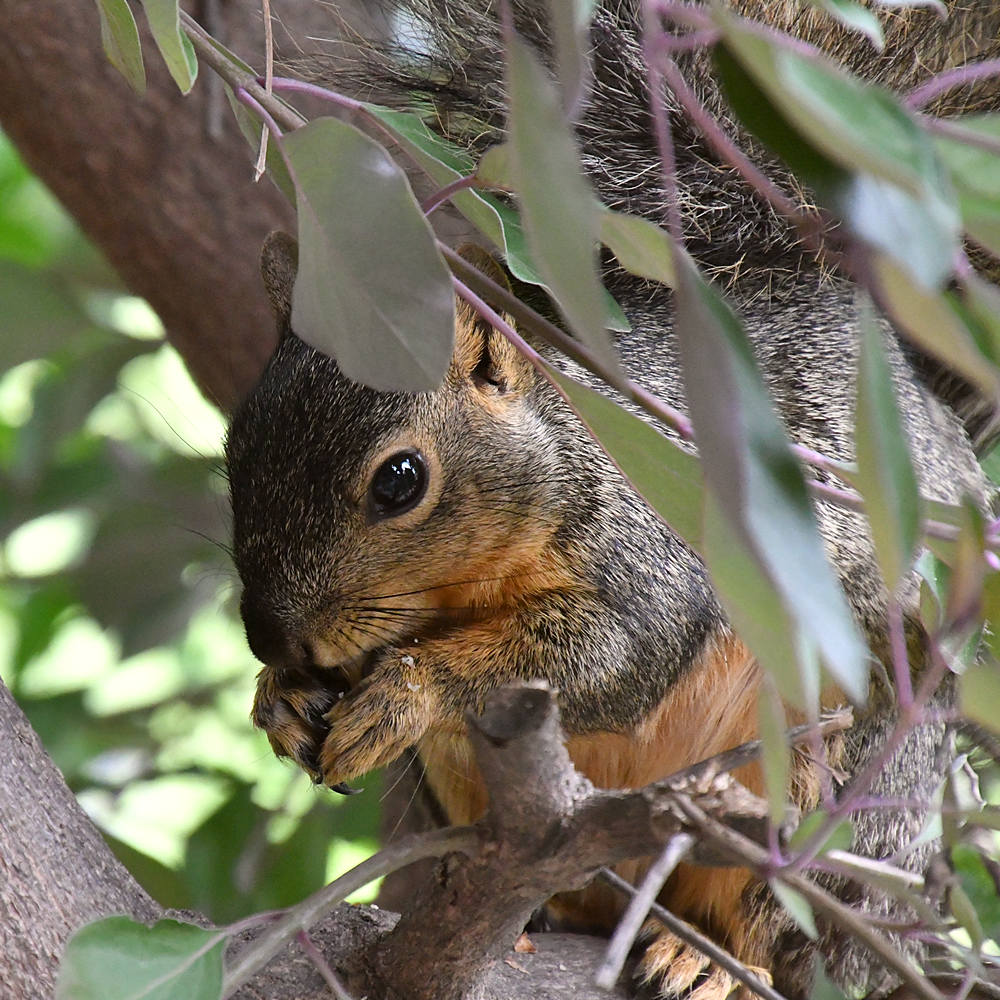 Squirrel.jpg
