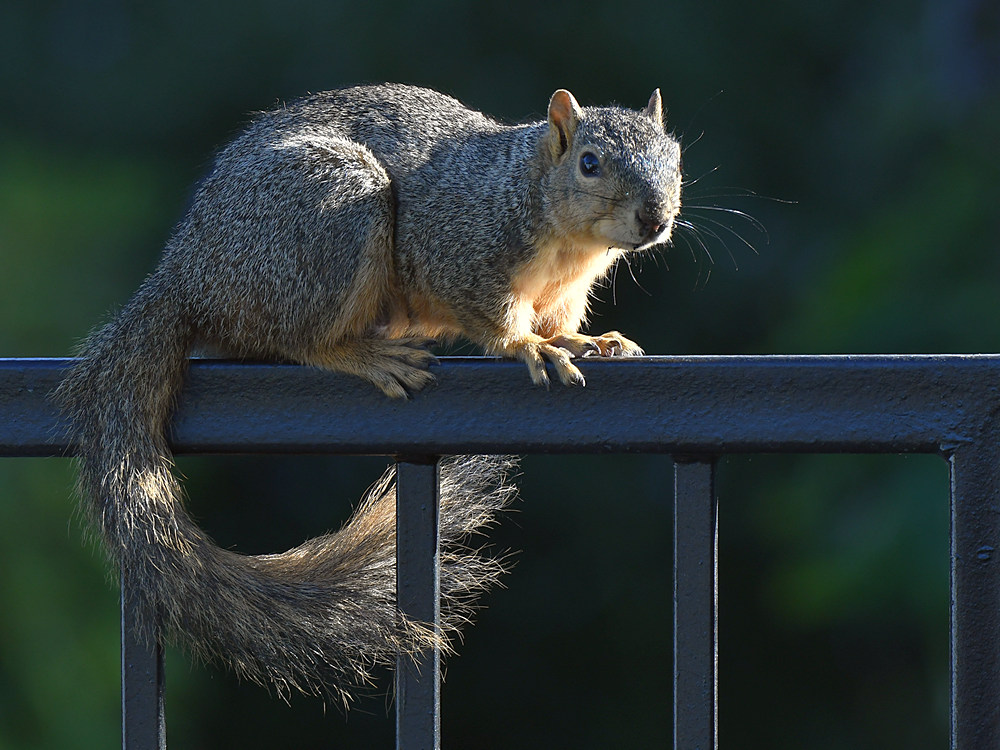 Squirrel.jpg