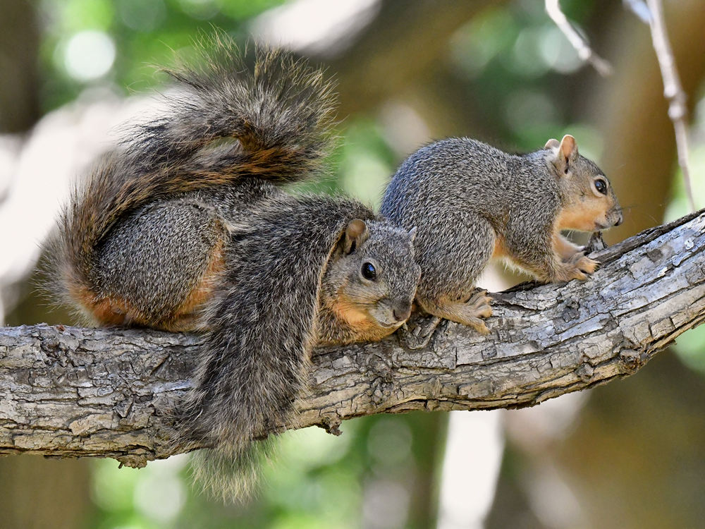Squirrel.jpg