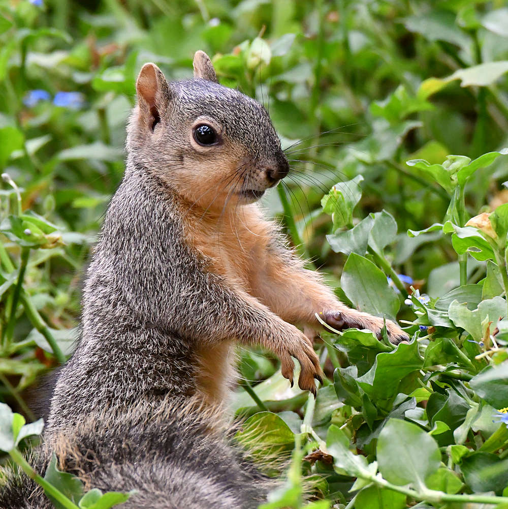 Squirrel.jpg