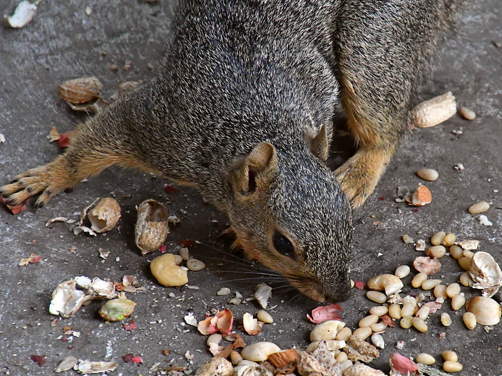 Squirrel.jpg