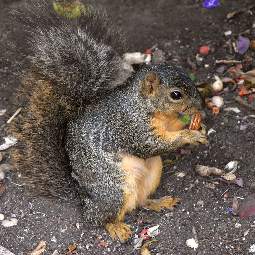 Squirrel.jpg