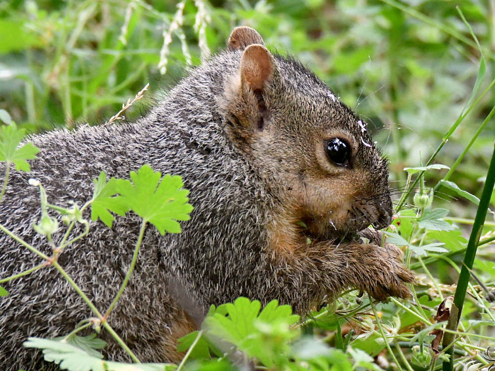 Squirrel.jpg