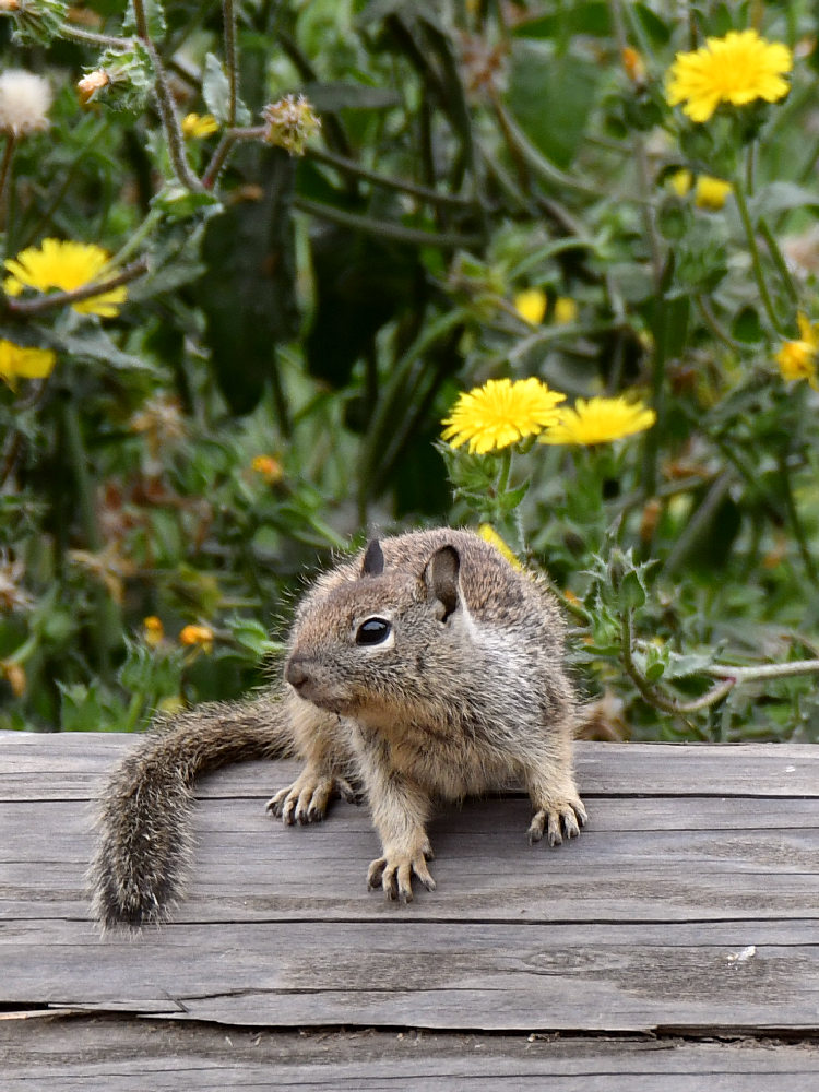 Squirrel.jpg