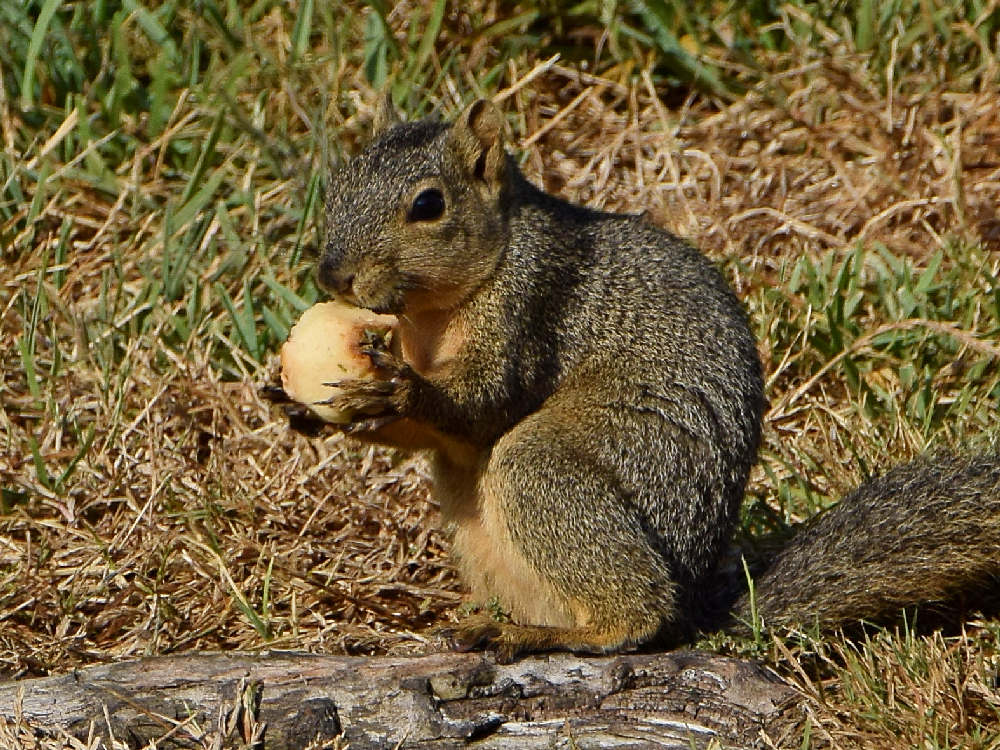 Squirrel.jpg