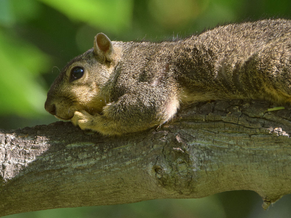 Squirrel.jpg